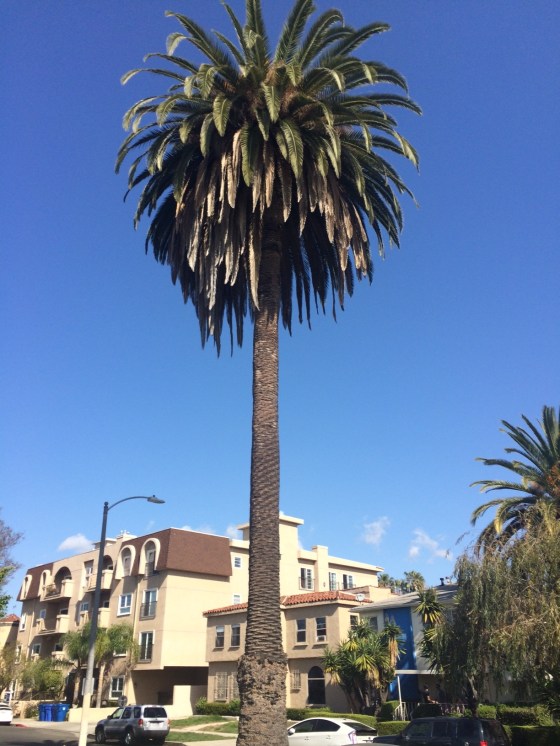 Palm Tree