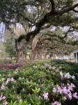 Live oak and Forsyth&nbsp;flowers